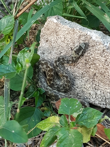 Cayman Islands Dwarf Boa