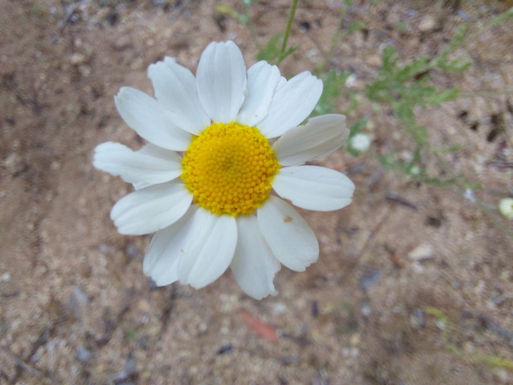 Anthemis bourgaei