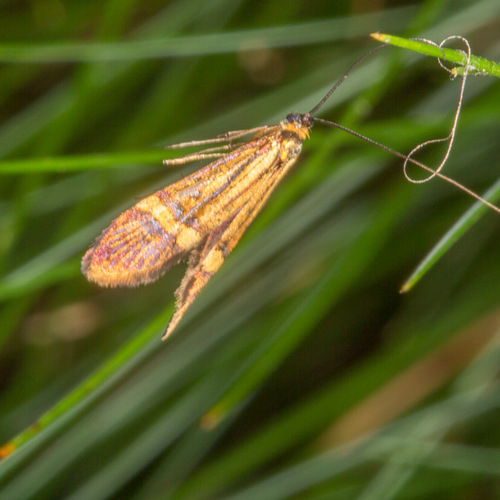Nemophora scopolii