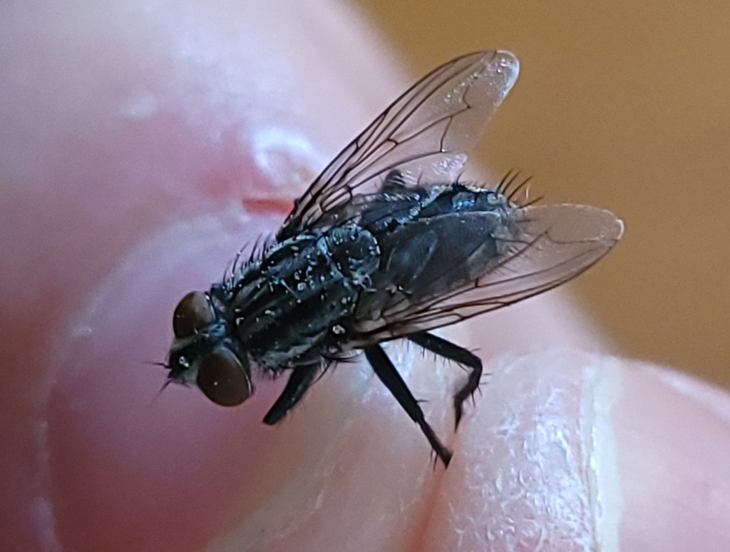 Sarcophaga bullata