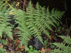 Macrothelypteris viridifrons