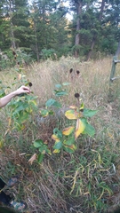Rudbeckia occidentalis