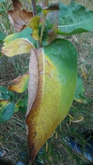 Rudbeckia occidentalis