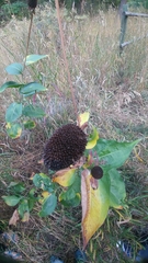 Rudbeckia occidentalis