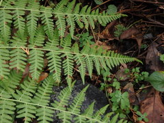 Macrothelypteris viridifrons