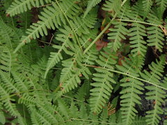 Macrothelypteris viridifrons