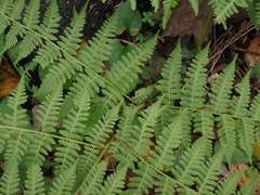 Macrothelypteris viridifrons
