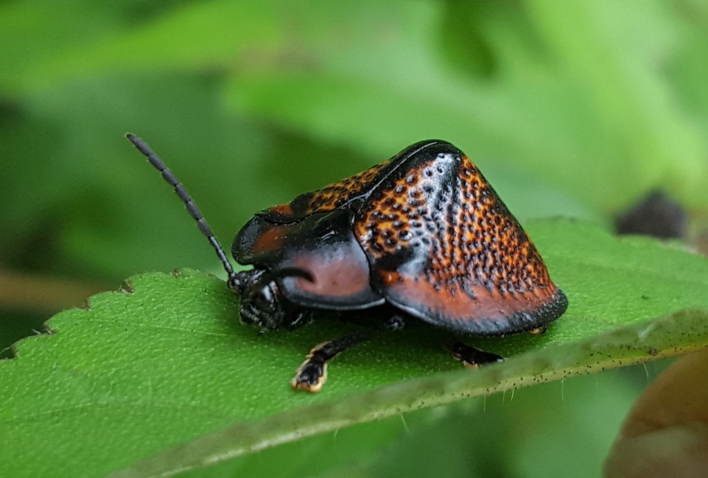 Omocerini
