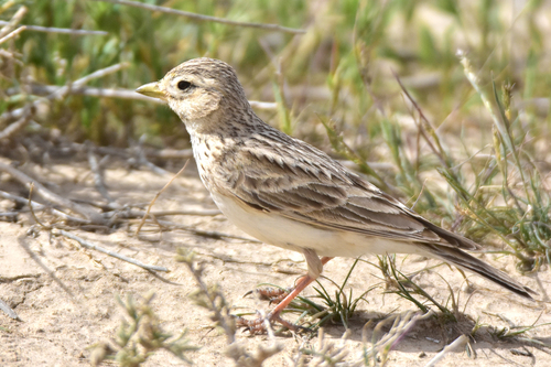 Turkestan Short-toed Lark, Отрарский район, Казахстан, photo 10 of 10