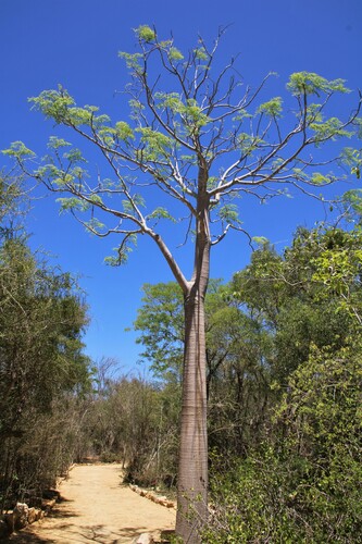 Bottle Tree