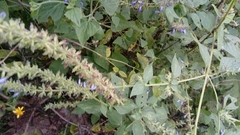 Salvia longispicata