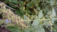 Salvia longispicata