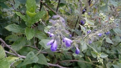 Salvia longispicata