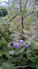 Salvia longispicata