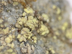 Biatora appalachensis