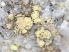 Biatora appalachensis