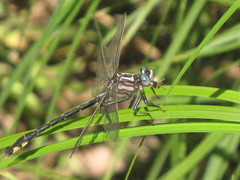 Phanogomphus quadricolor