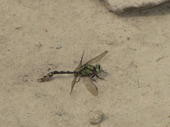 Ophiogomphus carolus