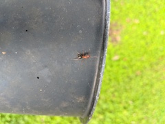 Camponotus inaequalis