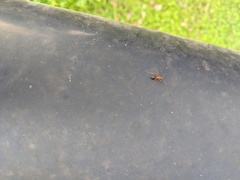 Camponotus inaequalis