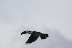 Ramphastos vitellinus