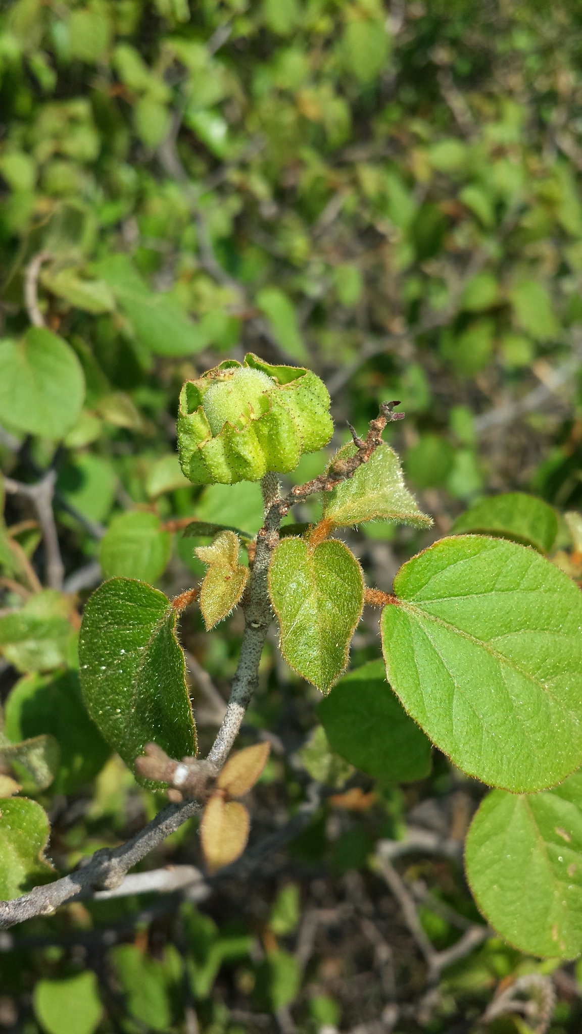 Croton danguyanus