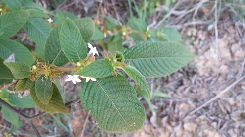 Sabicea acuminata