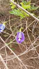 Clitoria rubiginosa