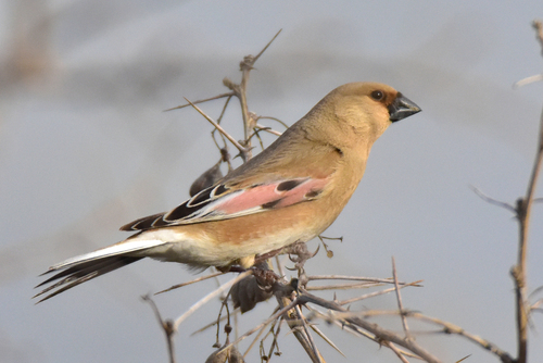 Desert Finch