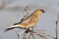 Desert Finch photo 1