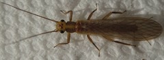 Perlesta