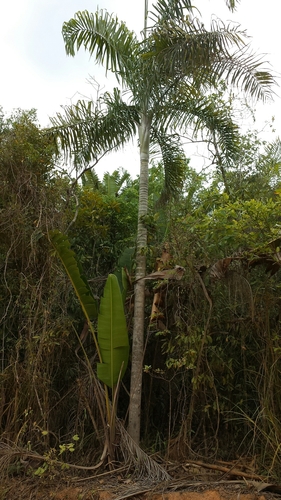 Dypsis madagascariensis