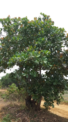 Anacardium occidentale image