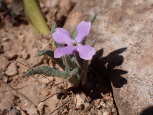 Image of Matthiola lunata by (c) Théalie Dhellemmes, some rights reserved (CC BY-SA)