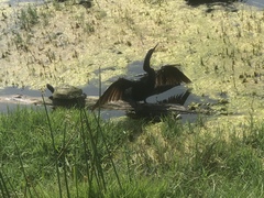 Anhinga anhinga