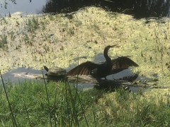 Anhinga anhinga