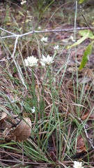 Cyperus niveus leucocephalus