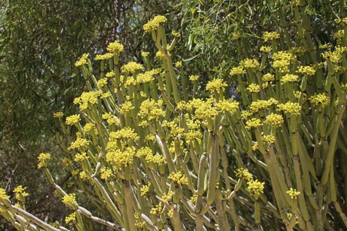 Euphorbia alluaudii