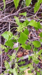 Plectaneia