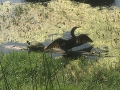 Anhinga anhinga