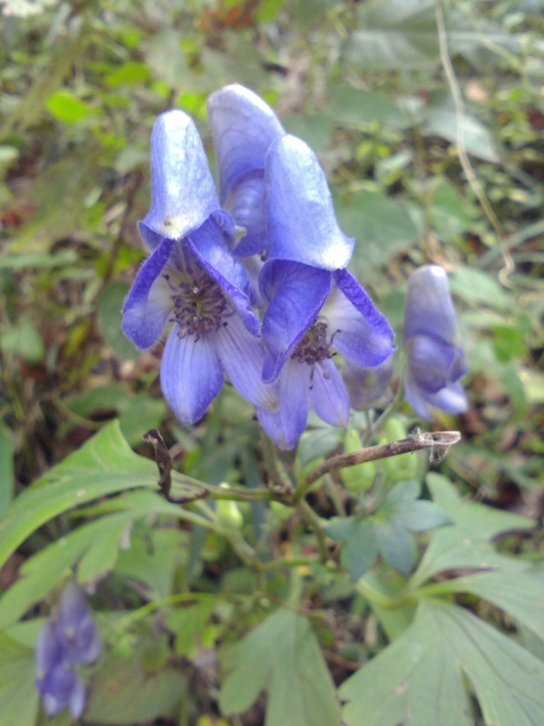 Japanese monkshood