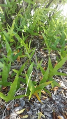 Microsorum scolopendria