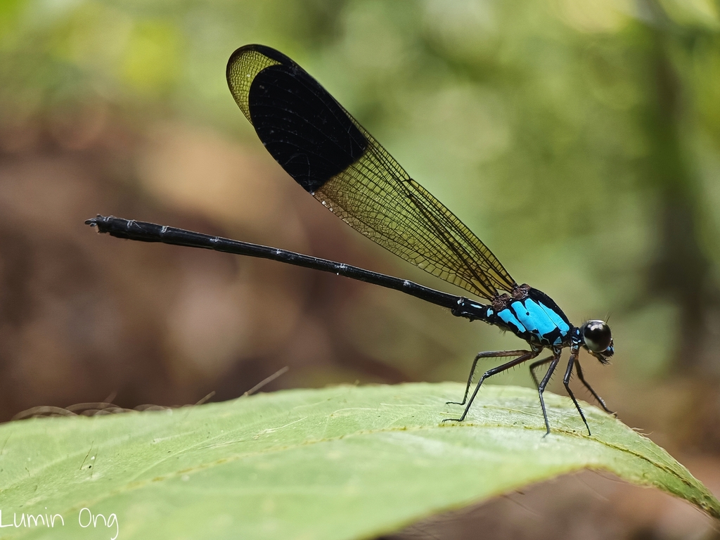 Blue-sided Satinwing