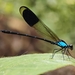 Blue-sided Satinwing - Photo (c) Lumin Ong, some rights reserved (CC BY-NC), uploaded by Lumin Ong