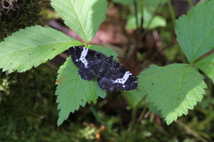 Rheumaptera hastata
