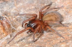 Callobius bennetti