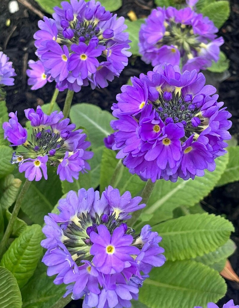 Primula pseudodenticulata