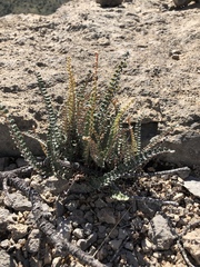 Astrolepis cochisensis