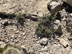 Astrolepis cochisensis