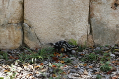 Spilogale angustifrons